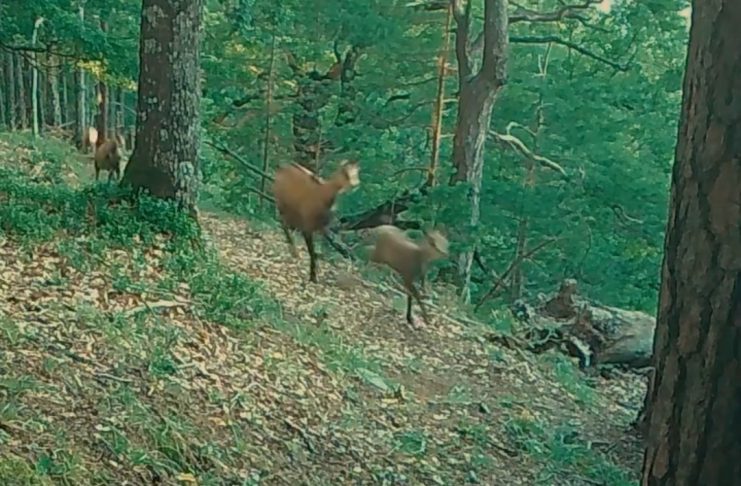 VIDEO Cârd de capre negre, la alergare prin Munții Vrancei