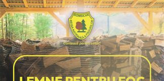 Două milioane de metri cubi de lemn pentru foc de la Romsilva în 2026, la prețuri similare celor de anul trecut