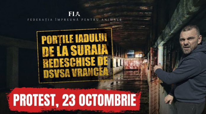 Protest, vineri, în fața sediului DSVSA Vrancea și a padocului privat de la Suraia