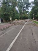 FOTO Consiliul Județean Vrancea intervine în Crângul Petrești pentru siguranța vizitatorilor și protejarea pădurii. Peste 1.600 de arbori uscați sunt extrași 1 crang curatenie