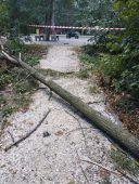 FOTO Consiliul Județean Vrancea intervine în Crângul Petrești pentru siguranța vizitatorilor și protejarea pădurii. Peste 1.600 de arbori uscați sunt extrași 3 curatenie crang