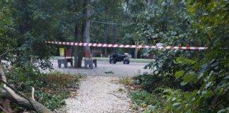 FOTO Consiliul Județean Vrancea intervine în Crângul Petrești pentru siguranța vizitatorilor și protejarea pădurii. Peste 1.600 de arbori uscați sunt extrași