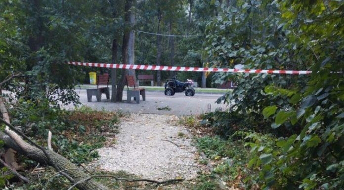 FOTO Consiliul Județean Vrancea intervine în Crângul Petrești pentru siguranța vizitatorilor și protejarea pădurii. Peste 1.600 de arbori uscați sunt extrași