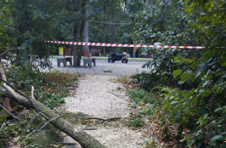 FOTO Consiliul Județean Vrancea intervine în Crângul Petrești pentru siguranța vizitatorilor și protejarea pădurii. Peste 1.600 de arbori uscați sunt extrași