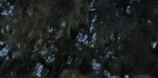 I-ați văzut? Doi frați din Focșani, dați dispăruți