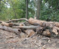 FOTO Consiliul Județean Vrancea intervine în Crângul Petrești pentru siguranța vizitatorilor și protejarea pădurii. Peste 1.600 de arbori uscați sunt extrași 2 lemne arbori rupti