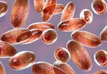 Explicațiile specialiștilor după apariția cazului de ciumă din Rusia: transmitere, forme, tratament virus ciuma